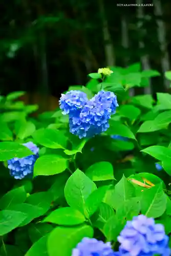 明月院(神奈川県)