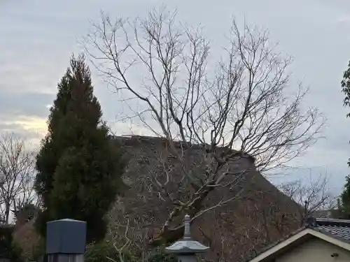 宝厳院(京都府)