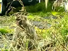 山家神社の動物