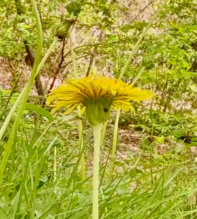 蚊里田八幡宮(長野県)