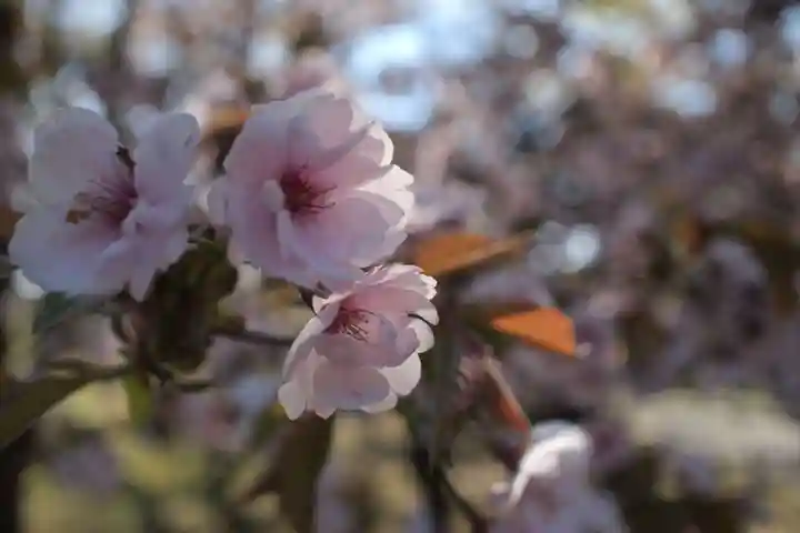 古四王神社の自然