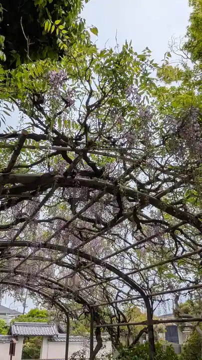 誉田八幡宮(大阪府)