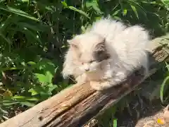 伏見稲荷大社の動物