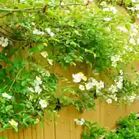 寿量山 速成寺の自然