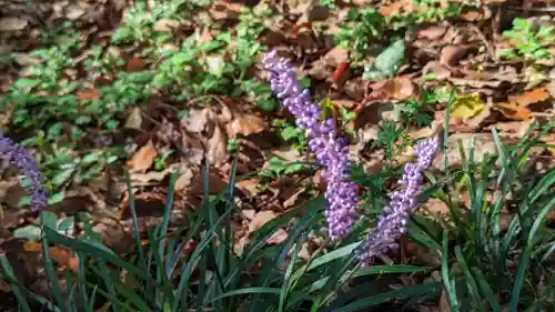平野神社(京都府)