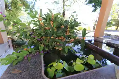 高司神社〜むすびの神の鎮まる社〜の手水舎