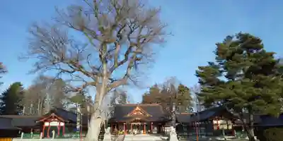 北海道護國神社の本殿・本堂