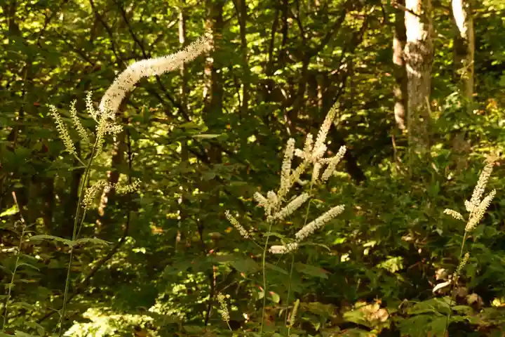 戸隠神社九頭龍社(長野県)