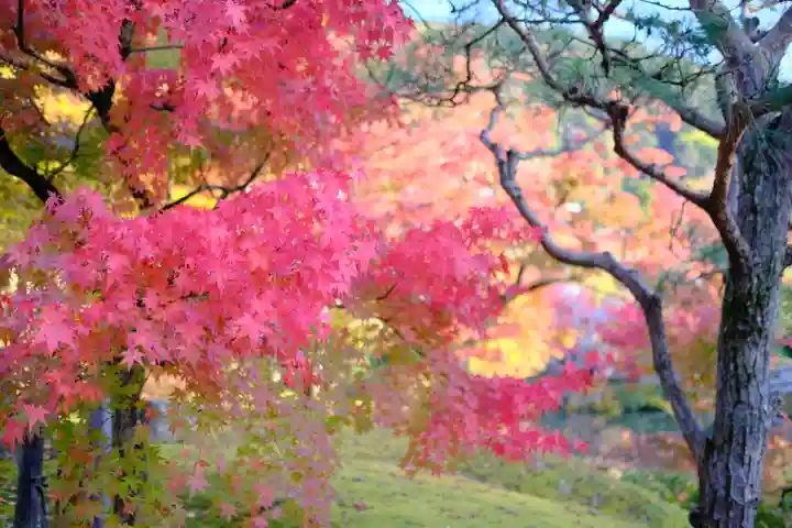 禅林寺(永観堂)の自然