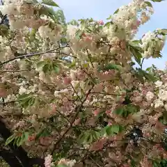 上地八幡宮の自然