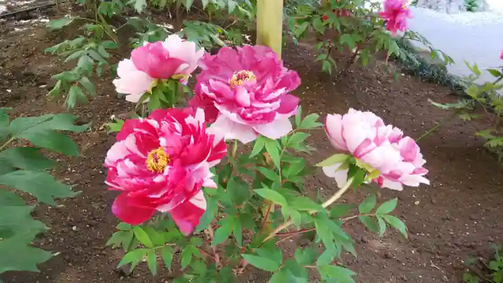 上野東照宮の自然