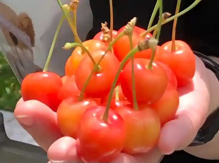 寒河江八幡宮(山形県)