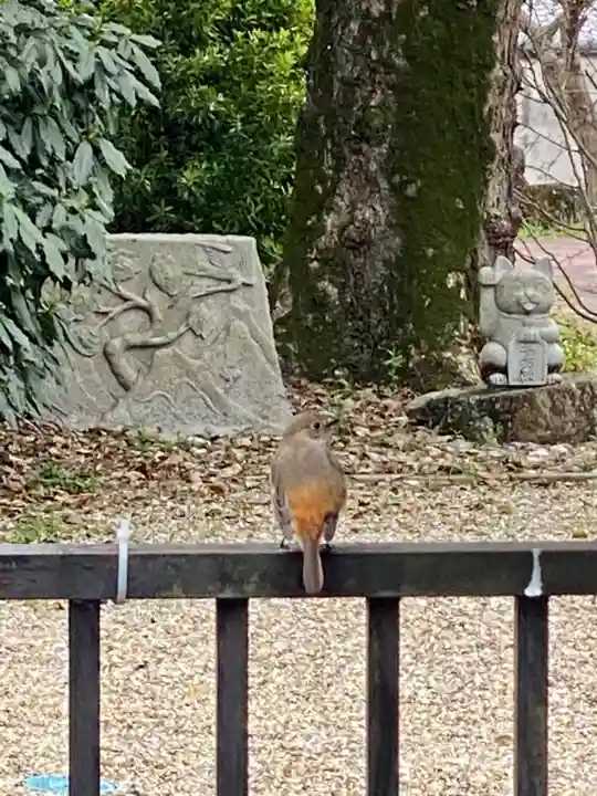 京都乃木神社の動物