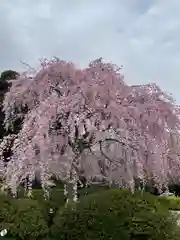 櫻木神社の自然