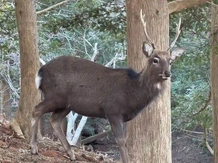 金華山黄金山神社(宮城県)