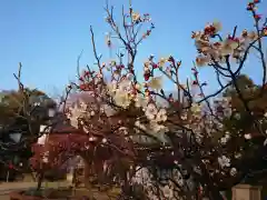 岡崎天満宮の自然