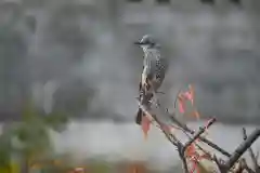 宝光寺の動物