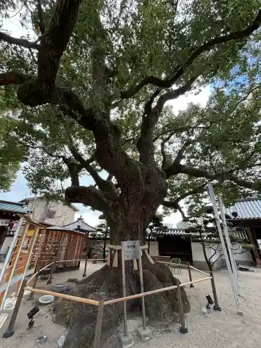 大聖観音寺（あびこ観音）の{uncategorized: "未分類", other: "その他", undefined: "問題あり", building: "その他建物", grave: "お墓", sacred_gate: "鳥居", guardian: "狛犬", statue: "像", buddha: "仏像", history: "歴史", nature: "自然", garden: "庭園", animal: "動物", pagoda: "塔", temizu: "手水舎", mountain_gate: "山門・神門", sanctuary: "本殿・本堂", subordinate: "末社・摂社", art: "芸術", scenery: "景色", jizo: "地蔵", ema: "絵馬", goshuin: "御朱印", omikuji: "おみくじ", items: "授与品その他", amulet: "お守り", goshuincho: "御朱印帳", eats: "食事", festival: "お祭り", votive_dance: "神楽", shichigosan: "七五三参", wedding: "結婚式", experience: "体験その他", initially: "初詣", around: "周辺", anti_infection: "感染症対策"}