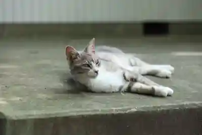 玉野御嶽神社の動物