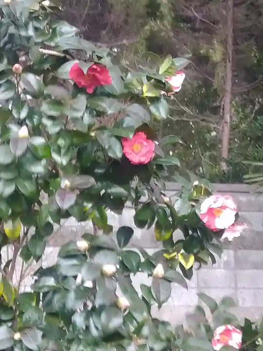 阿智神社の自然