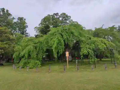 賀茂別雷神社（上賀茂神社）(京都府)