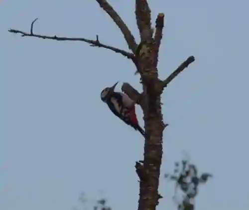 留辺蘂神社の動物