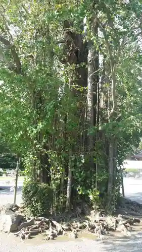 健軍神社の自然