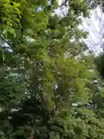 矢切神社の自然