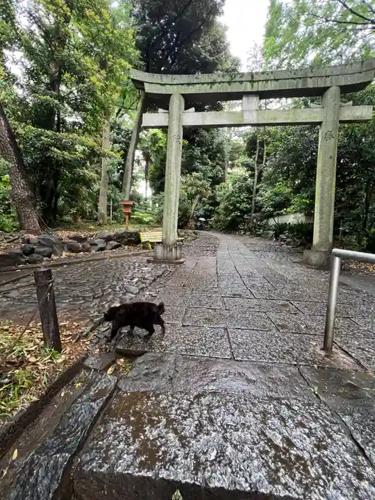 代々木八幡宮の動物
