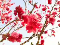 横浜御嶽神社の自然