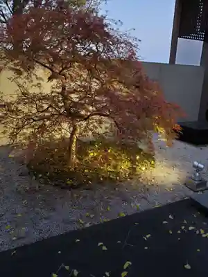 源光寺(回向院市川別院)の自然