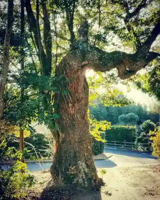 熊野神社の自然
