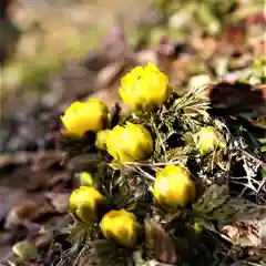 木幡山隠津島神社(二本松市)の自然