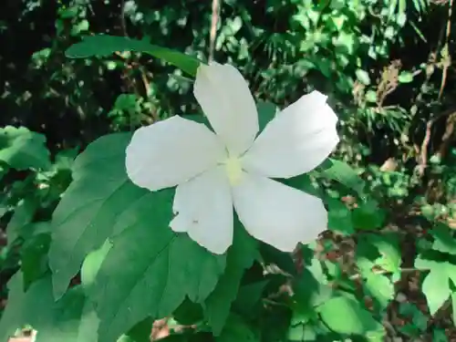 屋久島大社の自然