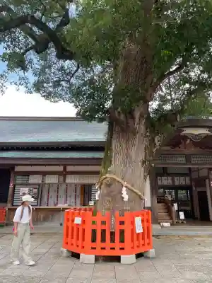 宇佐神宮(大分県)