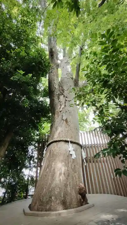 鎮守氷川神社の自然