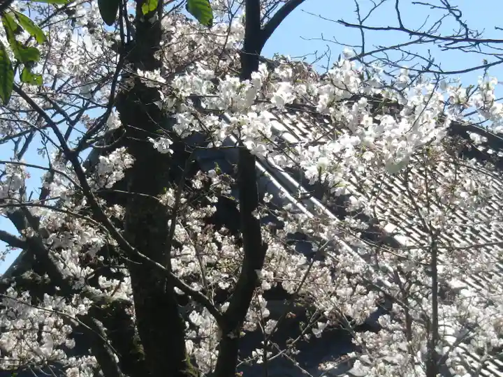浄光明寺の自然