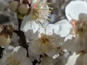 玉眞院玉川大師(東京都) 2026年05月01日(金)〜(2026年03月26日(木) 23時31分36秒投稿)