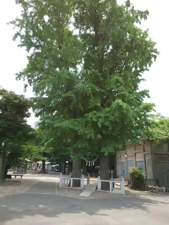 千住神社の自然