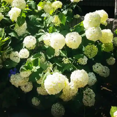 白山神社の自然