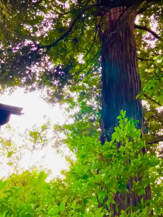 成田熊野神社(千葉県)
