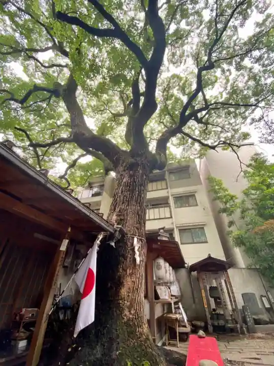 若一神社の自然