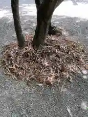 猿投神社の自然