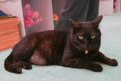 弥生神社の動物