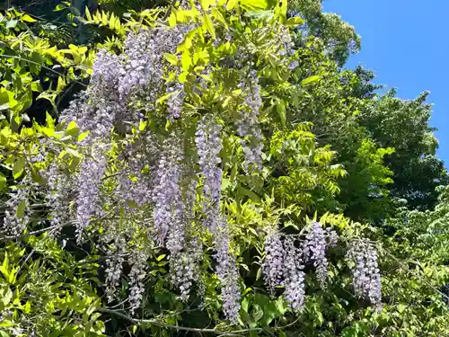 朝護孫子寺(奈良県)