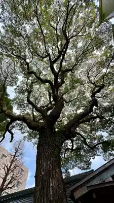 若一神社(京都府)