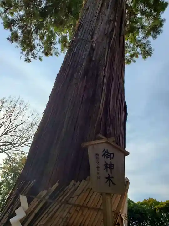 大宮八幡宮の自然