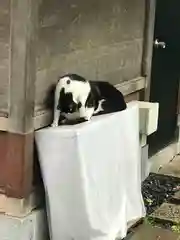 江島神社の動物