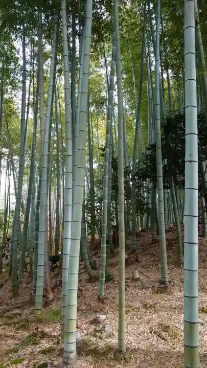 高台寺(高台寿聖禅寺・高臺寺)の{uncategorized: "未分類", other: "その他", undefined: "問題あり", building: "その他建物", grave: "お墓", sacred_gate: "鳥居", guardian: "狛犬", statue: "像", buddha: "仏像", history: "歴史", nature: "自然", garden: "庭園", animal: "動物", pagoda: "塔", temizu: "手水舎", mountain_gate: "山門・神門", sanctuary: "本殿・本堂", subordinate: "末社・摂社", art: "芸術", scenery: "景色", jizo: "地蔵", ema: "絵馬", goshuin: "御朱印", omikuji: "おみくじ", items: "授与品その他", amulet: "お守り", goshuincho: "御朱印帳", eats: "食事", festival: "お祭り", votive_dance: "神楽", shichigosan: "七五三参", wedding: "結婚式", experience: "体験その他", initially: "初詣", around: "周辺", anti_infection: "感染症対策"}