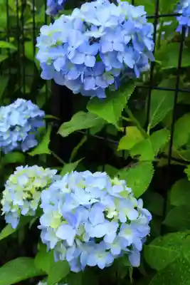 白山神社(東京都)